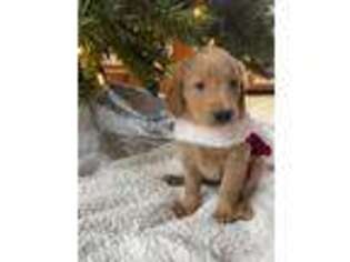 Goldendoodle Puppy for sale in Carthage, NC, USA