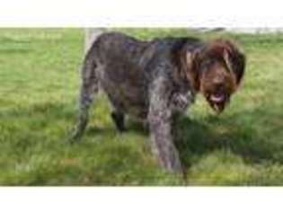 Wirehaired Pointing Griffon Puppy for sale in Oakley, ID, USA