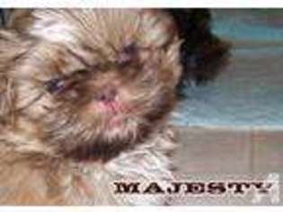 Mutt Puppy for sale in SUN CITY, AZ, USA