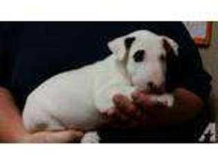 Bull Terrier Puppy for sale in BATTLE CREEK, MI, USA