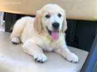 Golden Retriever Puppy for sale in Clayton, NC, USA