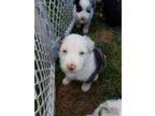 Australian Shepherd Puppy for sale in Taunton, MA, USA