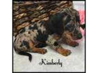 Dachshund Puppy for sale in Kokomo, MS, USA