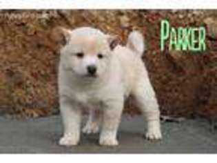 Shiba Inu Puppy for sale in Bernville, PA, USA