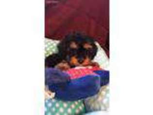 Cavapoo Puppy for sale in Avon, IN, USA