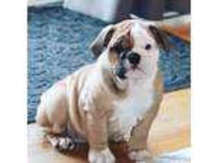 Bulldog Puppy for sale in Tahlequah, OK, USA