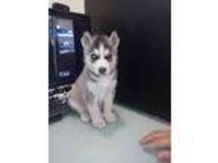 Siberian Husky Puppy for sale in Woodbury, GA, USA