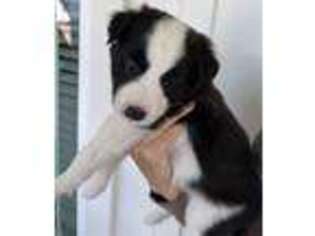 Border Collie Puppy for sale in Costa Mesa, CA, USA