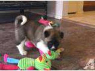 Akita Puppy for sale in MESQUITE, TX, USA