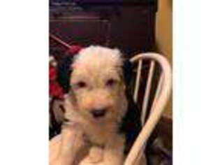 Old English Sheepdog Puppy for sale in Allendale, MI, USA
