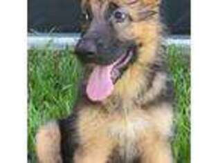 German Shepherd Dog Puppy for sale in North Port, FL, USA