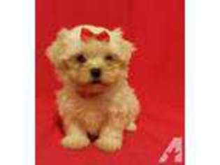 Maltese Puppy for sale in WEST COVINA, CA, USA