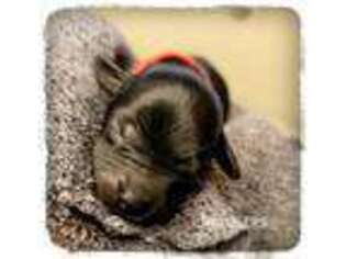 Cavapoo Puppy for sale in Albion, MI, USA