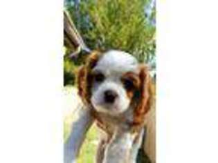 Cavalier King Charles Spaniel Puppy for sale in Laguna Niguel, CA, USA