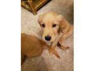 Golden Retriever Puppy for sale in Scappoose, OR, USA