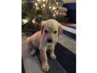 Golden Retriever Puppy for sale in Leicester, NC, USA