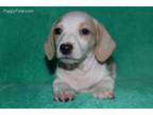 Dachshund Puppy for sale in Vandalia, OH, USA