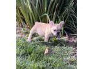 French Bulldog Puppy for sale in Lake Elsinore, CA, USA