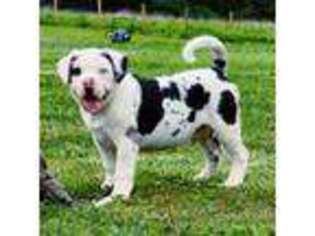 Alapaha Blue Blood Bulldog Puppy for sale in Mc Ewen, TN, USA