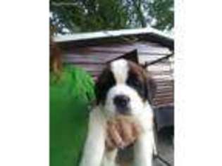 Saint Bernard Puppy for sale in Thompsonville, IL, USA