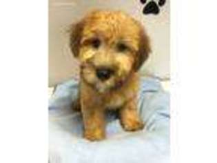 Soft Coated Wheaten Terrier Puppy for sale in Long Grove, IL, USA