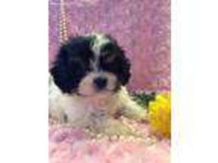 Cavachon Puppy for sale in Bethel, PA, USA