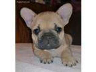 French Bulldog Puppy for sale in Grafton, MA, USA