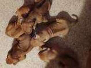 Rhodesian Ridgeback Puppy for sale in North Fork, CA, USA