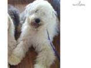 Old English Sheepdog Puppy for sale in Bloomington, IN, USA