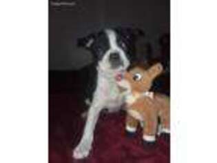 Boston Terrier Puppy for sale in Westmoreland, NH, USA