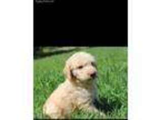 Labradoodle Puppy for sale in Athens, TX, USA