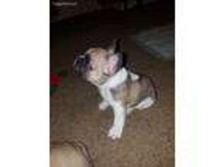 French Bulldog Puppy for sale in Castaic, CA, USA