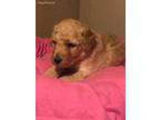 Goldendoodle Puppy for sale in Ash Grove, MO, USA