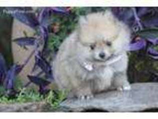 Pomeranian Puppy for sale in Center Ridge, AR, USA