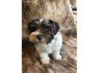 Mutt Puppy for sale in Somerville, TX, USA