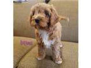 Cavapoo Puppy for sale in Lititz, PA, USA