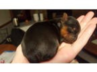 Yorkshire Terrier Puppy for sale in Blowing Rock, NC, USA