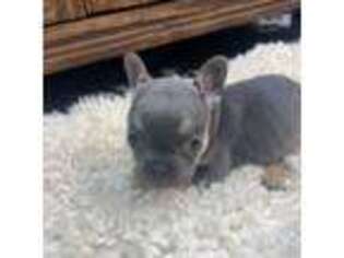 French Bulldog Puppy for sale in Hennessey, OK, USA