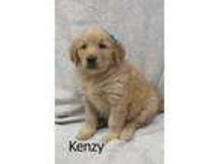 Golden Retriever Puppy for sale in Mentone, IN, USA