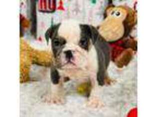 Bulldog Puppy for sale in Bellevue, WA, USA