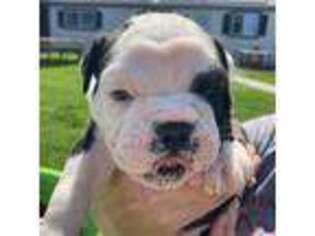 Olde English Bulldogge Puppy for sale in Kennewick, WA, USA