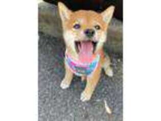 Shiba Inu Puppy for sale in Woodinville, WA, USA