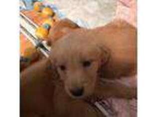 Golden Retriever Puppy for sale in Waianae, HI, USA