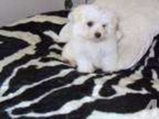 Maltese Puppy for sale in HEMET, CA, USA