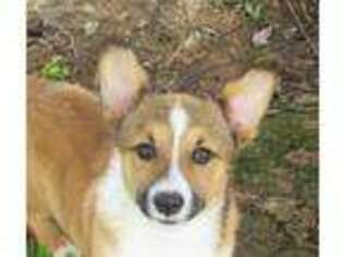 Pembroke Welsh Corgi Puppy for sale in Westminster, MD, USA