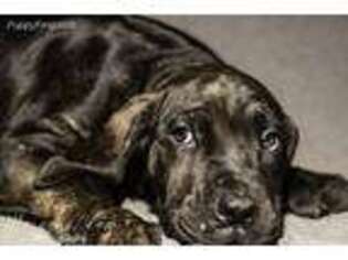 Cane Corso Puppy for sale in Paulsboro, NJ, USA