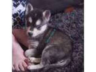 Alaskan Klee Kai Puppy for sale in Christmas Valley, OR, USA