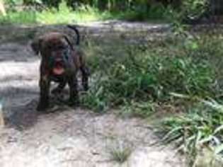 Cane Corso Puppy for sale in Coldspring, TX, USA