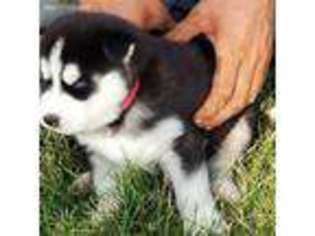 Siberian Husky Puppy for sale in Ottumwa, IA, USA