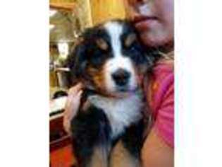 Bernese Mountain Dog Puppy for sale in Farmington, PA, USA